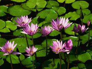 copy-of-water-lilies